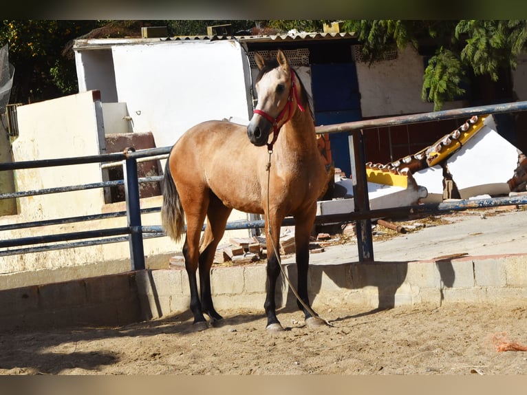 Andaluces Mestizo Caballo castrado 6 años 155 cm Musgo marrón in Granada