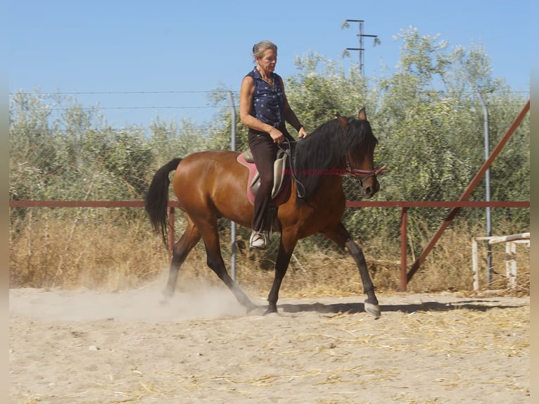 Andaluces Caballo castrado 6 años 156 cm Castaño in Pruna