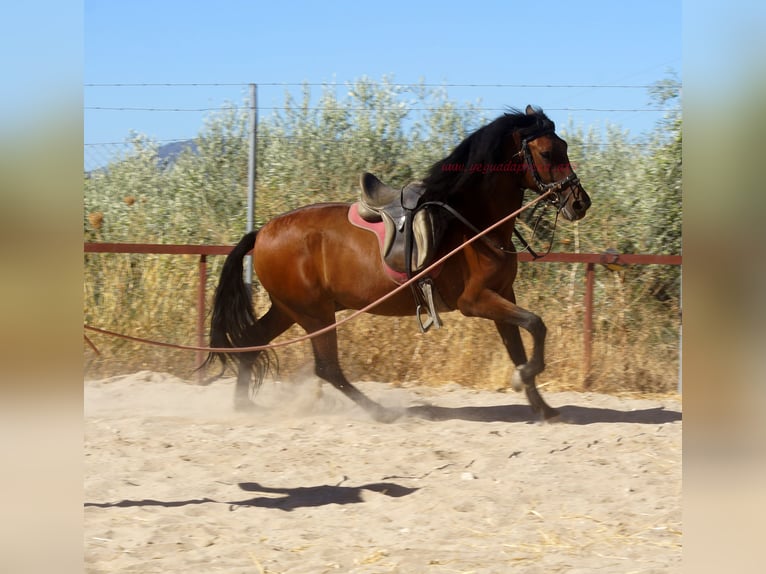 Andaluces Caballo castrado 6 años 156 cm Castaño in Pruna