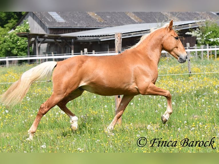 Andaluces Caballo castrado 6 años 156 cm Palomino in Wiebelsheim