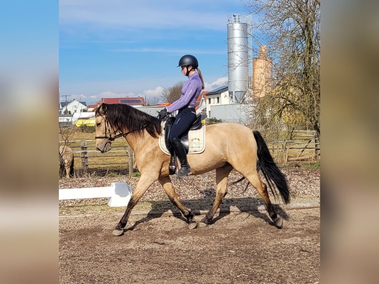 Andaluces Mestizo Caballo castrado 6 años 157 cm Bayo in Karlshuld