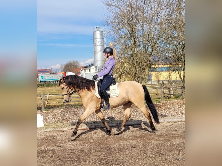 Andaluces Mestizo Caballo castrado 6 años 157 cm Bayo in Karlshuld