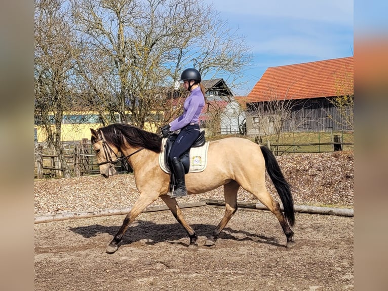 Andaluces Mestizo Caballo castrado 6 años 157 cm Bayo in Karlshuld