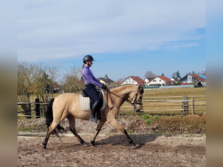 Andaluces Mestizo Caballo castrado 6 años 157 cm Bayo in Karlshuld