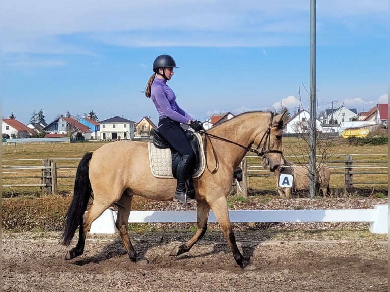 Andaluces Mestizo Caballo castrado 6 años 157 cm Bayo in Karlshuld