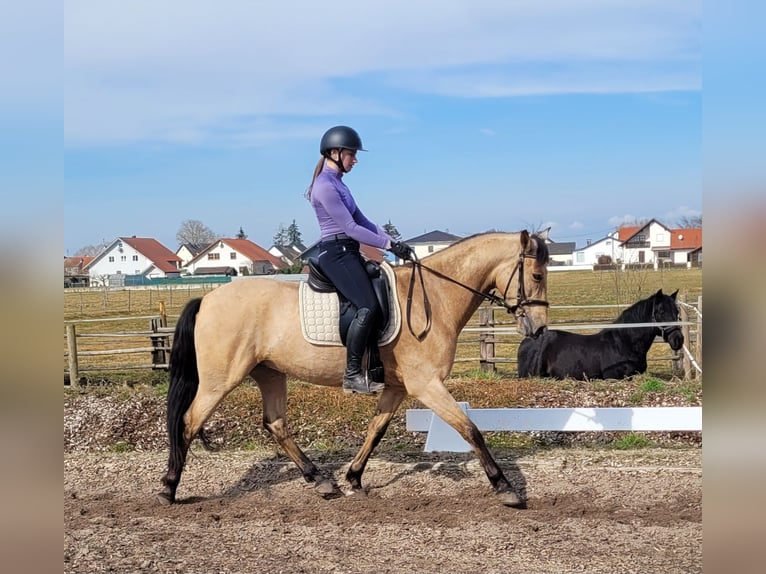 Andaluces Mestizo Caballo castrado 6 años 157 cm Bayo in Karlshuld