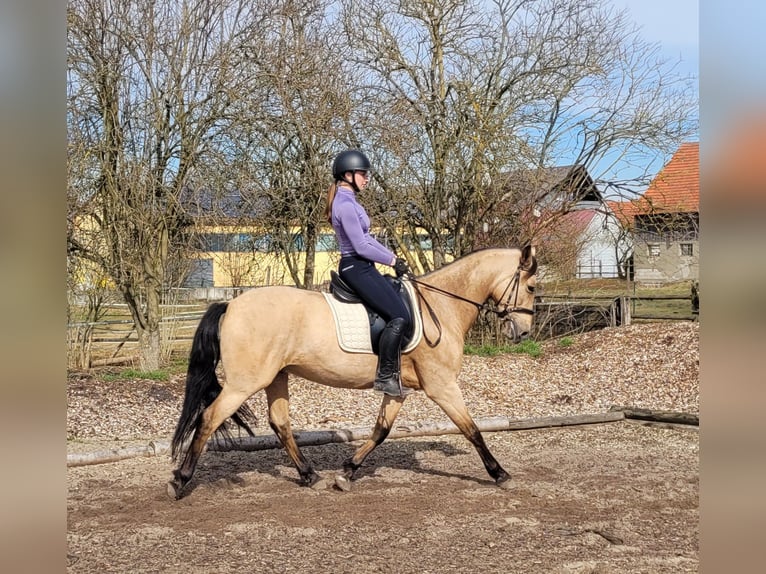 Andaluces Mestizo Caballo castrado 6 años 157 cm Bayo in Karlshuld