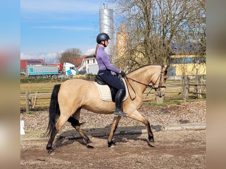 Andaluces Mestizo Caballo castrado 6 años 157 cm Bayo in Karlshuld