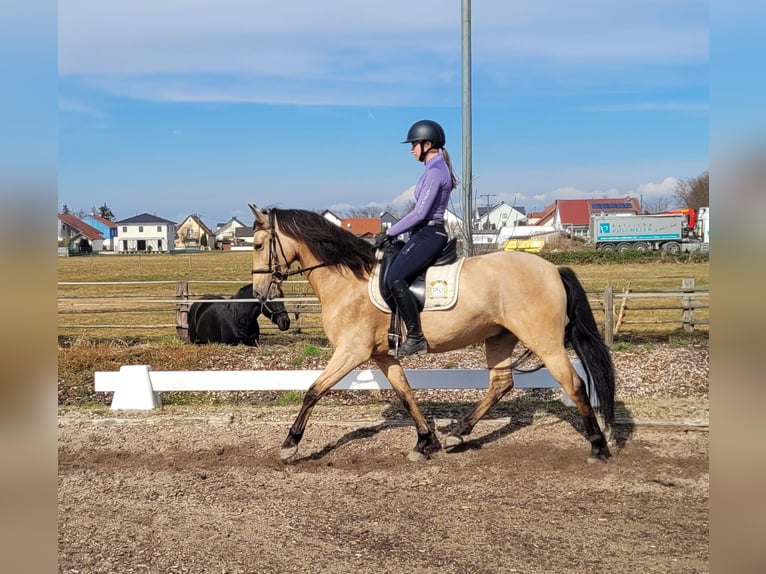 Andaluces Mestizo Caballo castrado 6 años 157 cm Bayo in Karlshuld