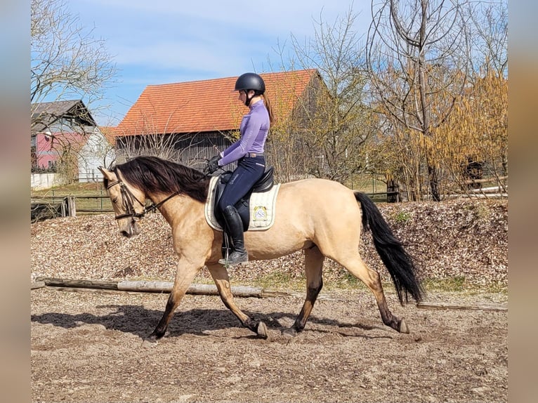 Andaluces Mestizo Caballo castrado 6 años 157 cm Bayo in Karlshuld