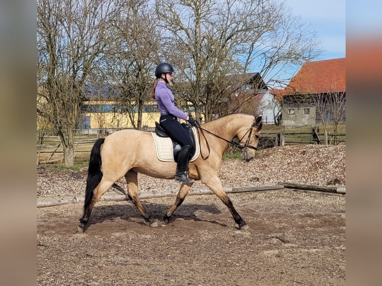 Andaluces Mestizo Caballo castrado 6 años 157 cm Bayo in Karlshuld