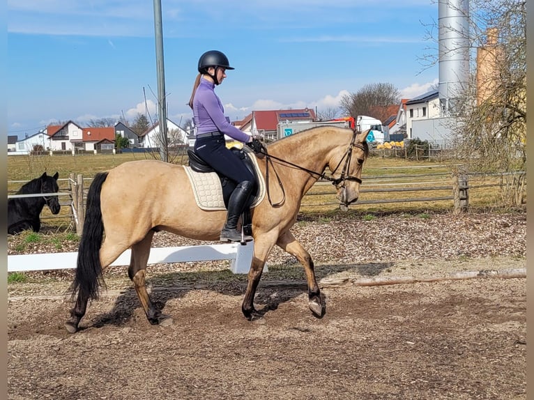 Andaluces Mestizo Caballo castrado 6 años 157 cm Bayo in Karlshuld