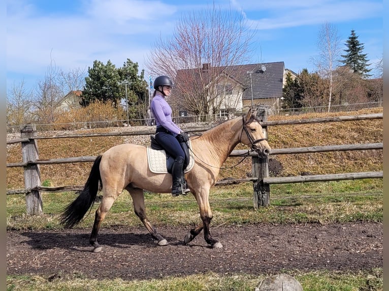 Andaluces Mestizo Caballo castrado 6 años 157 cm Bayo in Karlshuld