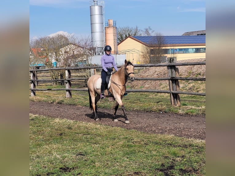 Andaluces Mestizo Caballo castrado 6 años 157 cm Bayo in Karlshuld