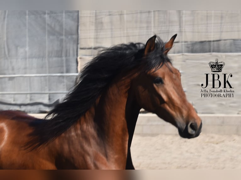 Andaluces Caballo castrado 6 años 157 cm Castaño in Tabernas Almeria