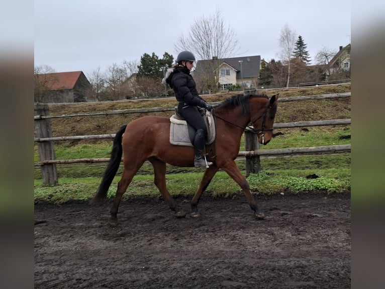 Andaluces Mestizo Caballo castrado 6 años 157 cm Castaño in Karlshuld