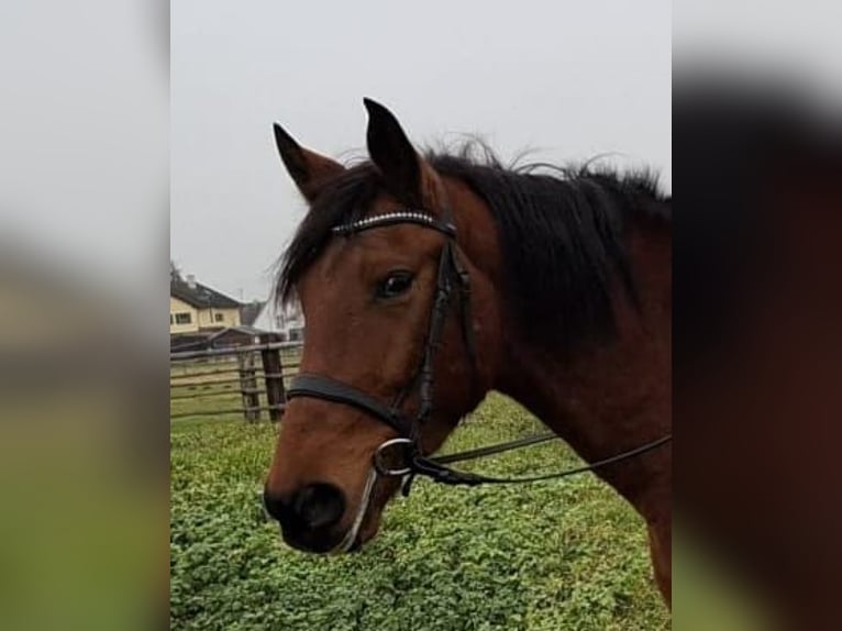 Andaluces Mestizo Caballo castrado 6 años 157 cm Castaño in Karlshuld