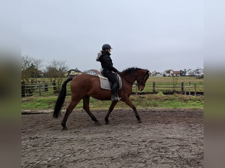 Andaluces Mestizo Caballo castrado 6 años 157 cm Castaño in Karlshuld