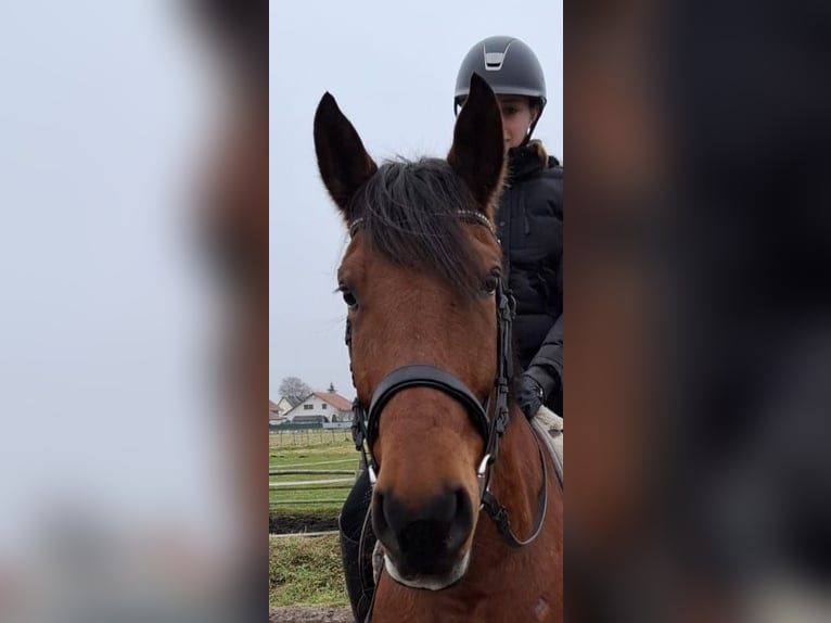 Andaluces Mestizo Caballo castrado 6 años 157 cm Castaño in Karlshuld