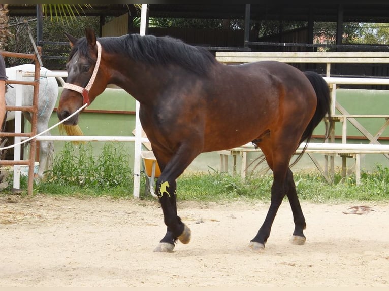 Andaluces Caballo castrado 6 años 158 cm Castaño oscuro in Provinz Malaga