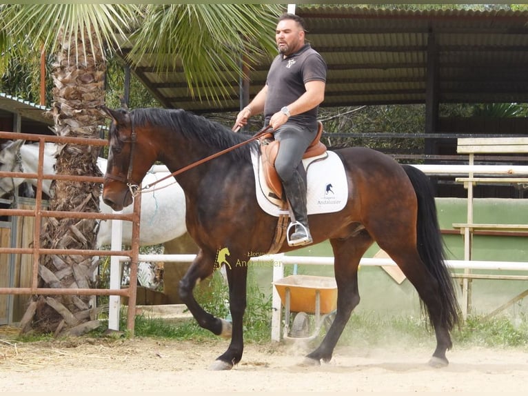 Andaluces Caballo castrado 6 años 158 cm Castaño oscuro in Provinz Malaga