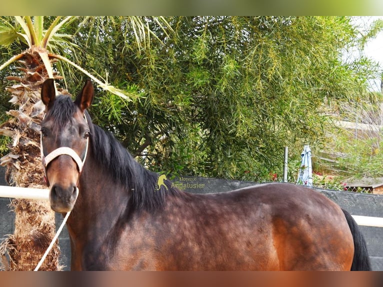 Andaluces Caballo castrado 6 años 158 cm Castaño oscuro in Provinz Malaga
