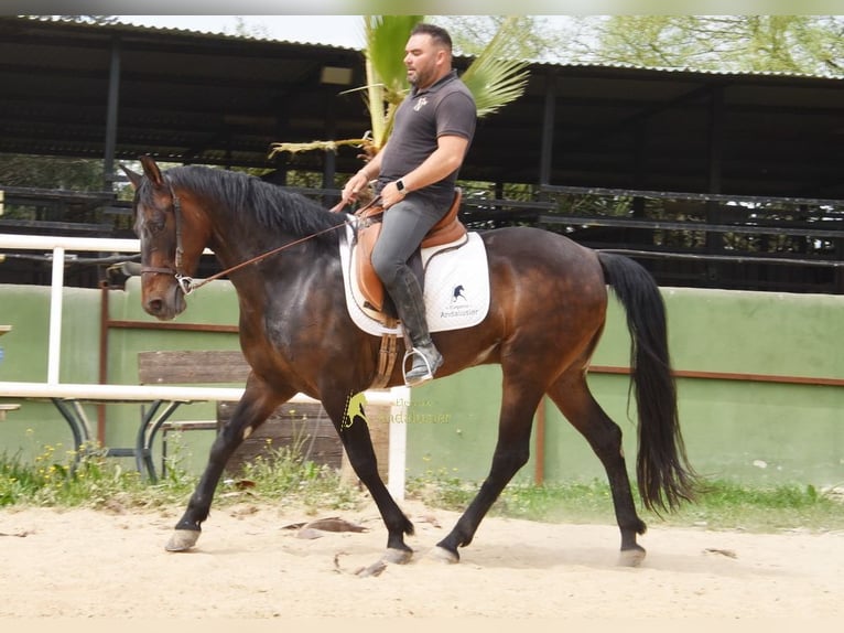 Andaluces Caballo castrado 6 años 158 cm Castaño oscuro in Provinz Malaga