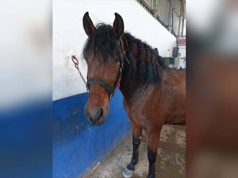 Andaluces Caballo castrado 6 años 158 cm Castaño in El Ejido