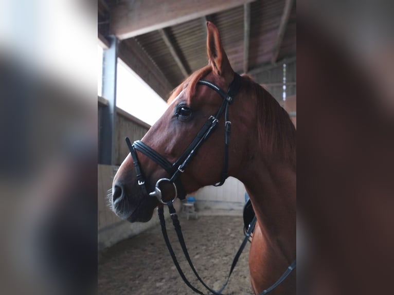 Andaluces Caballo castrado 6 años 160 cm Alazán in Obersüßbach