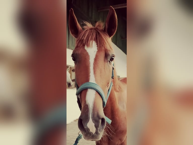 Andaluces Caballo castrado 6 años 160 cm Alazán in Obersüßbach