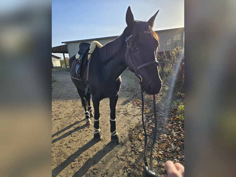 Andaluces Mestizo Caballo castrado 6 años 160 cm Negro in Hamburg Horn