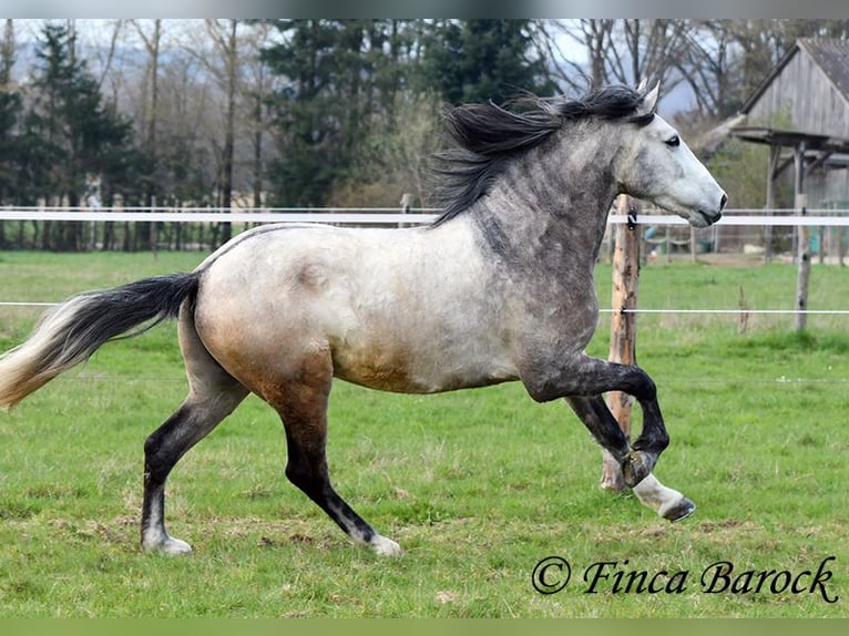 Andaluces Caballo castrado 6 años 160 cm Tordo in Wiebelsheim