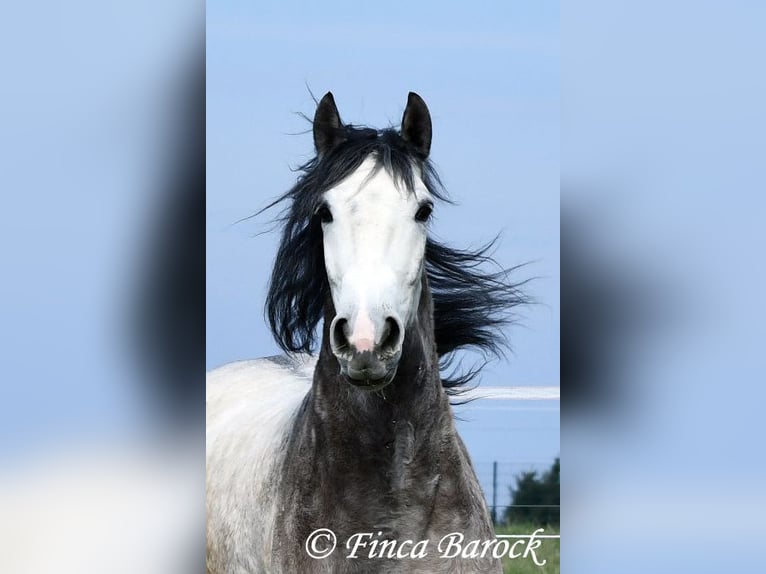 Andaluces Caballo castrado 6 años 160 cm Tordo in Wiebelsheim