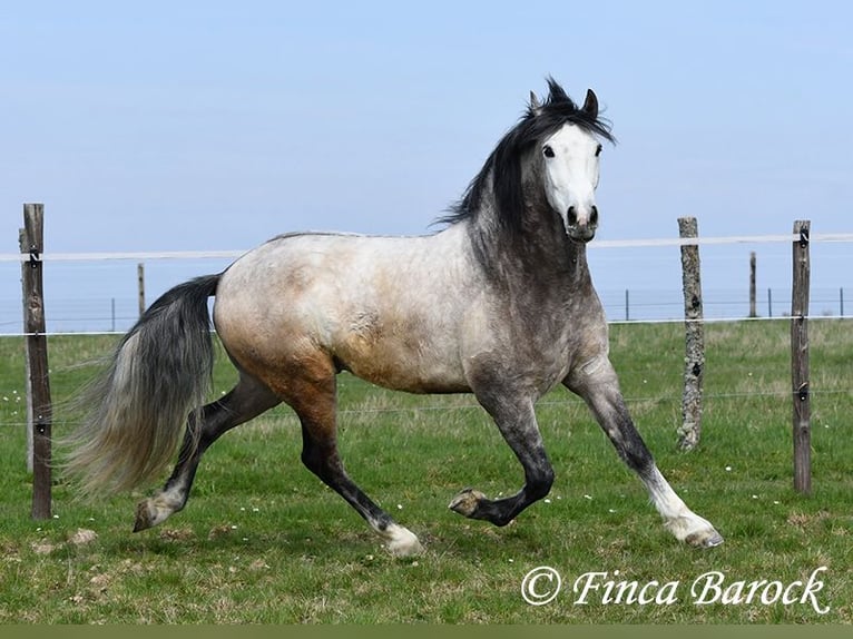 Andaluces Caballo castrado 6 años 160 cm Tordo in Wiebelsheim