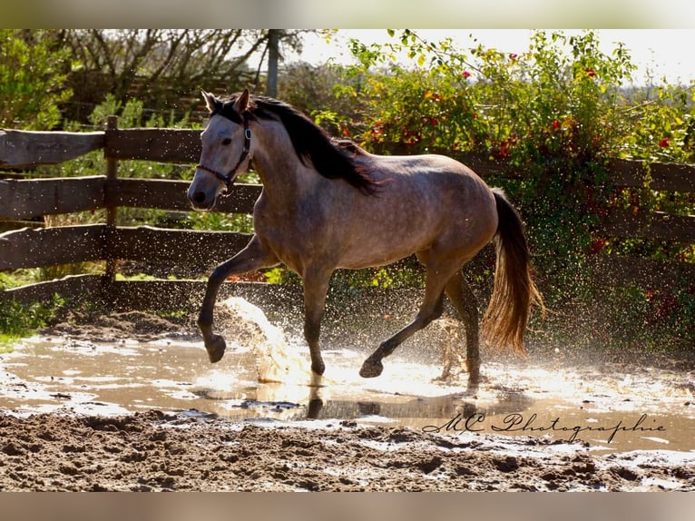 Andaluces Caballo castrado 6 años 160 cm Tordo ruano in Polenz