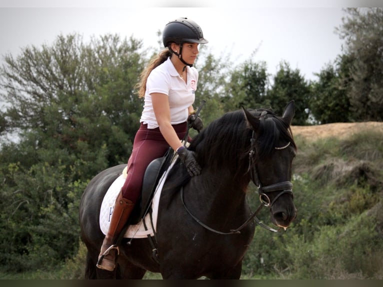 Andaluces Caballo castrado 6 años 161 cm Negro in Valencia