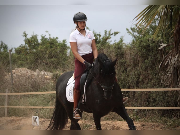 Andaluces Caballo castrado 6 años 161 cm Negro in Valencia