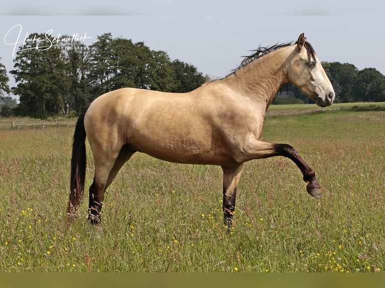 Andaluces Mestizo Caballo castrado 6 años 162 cm Bayo in Minden