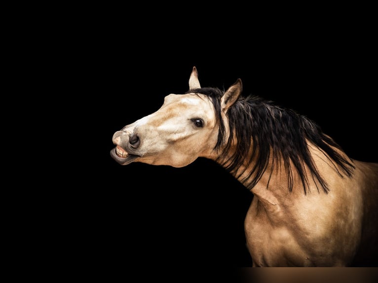 Andaluces Mestizo Caballo castrado 6 años 162 cm Bayo in Minden