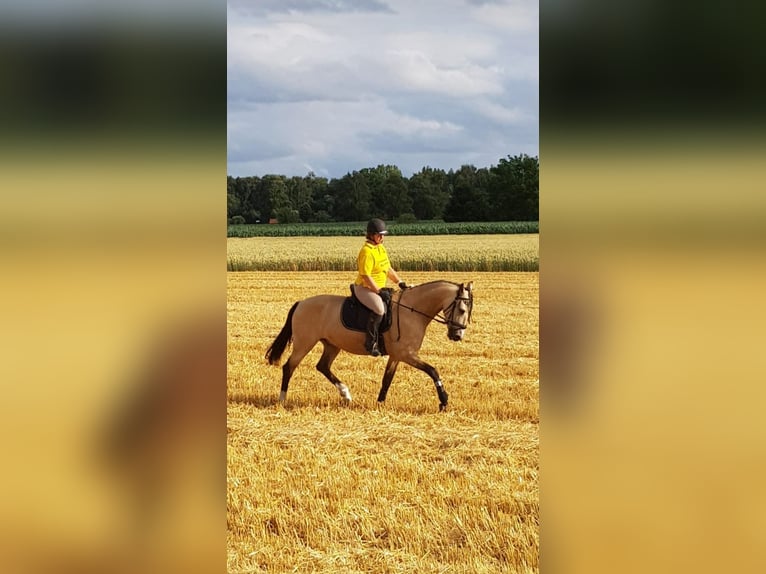 Andaluces Mestizo Caballo castrado 6 años 162 cm Bayo in Minden