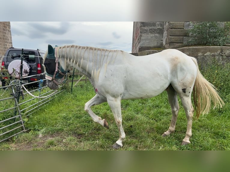 Andaluces Mestizo Caballo castrado 6 años 162 cm Tordo in Baunatal