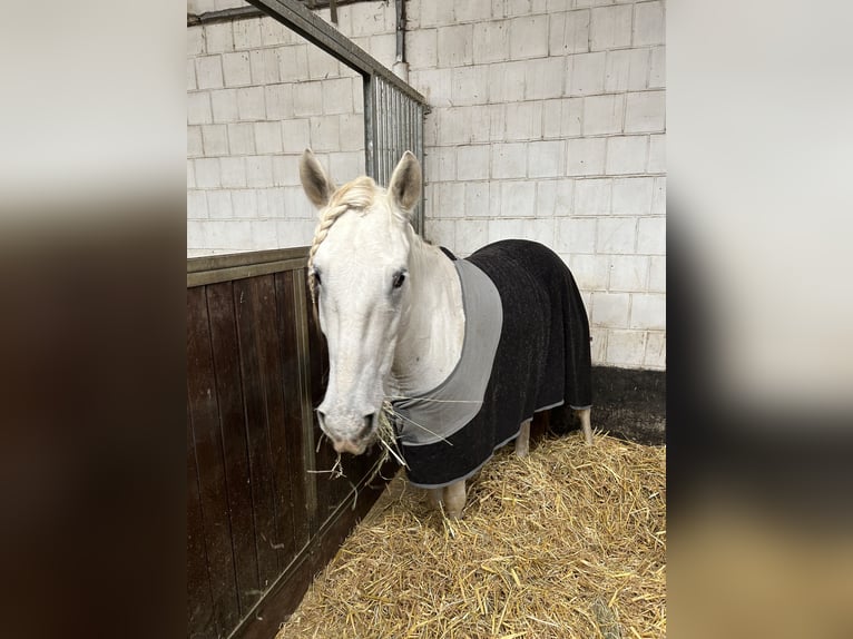 Andaluces Mestizo Caballo castrado 6 años 162 cm Tordo in Baunatal