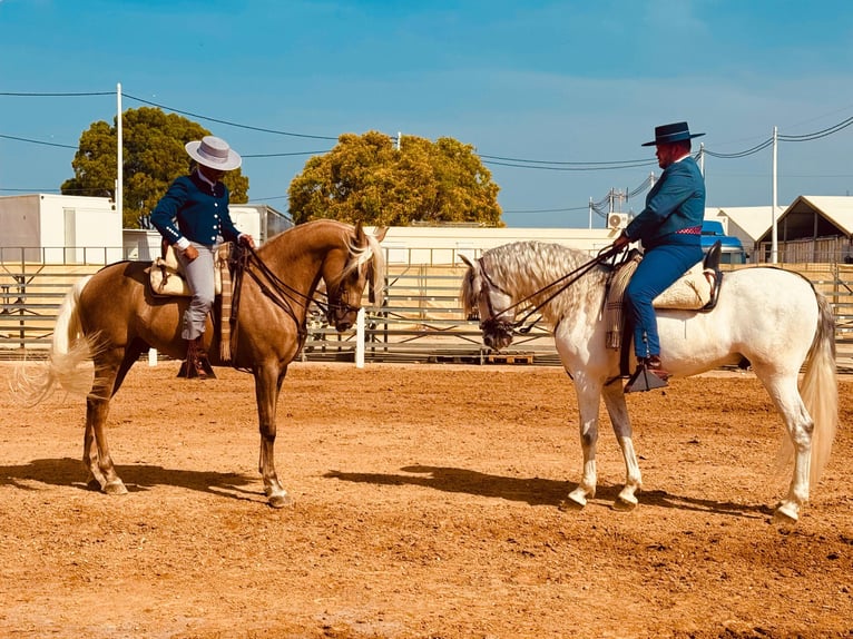 Andaluces Caballo castrado 6 años 163 cm Tordo in Pago Del Humo