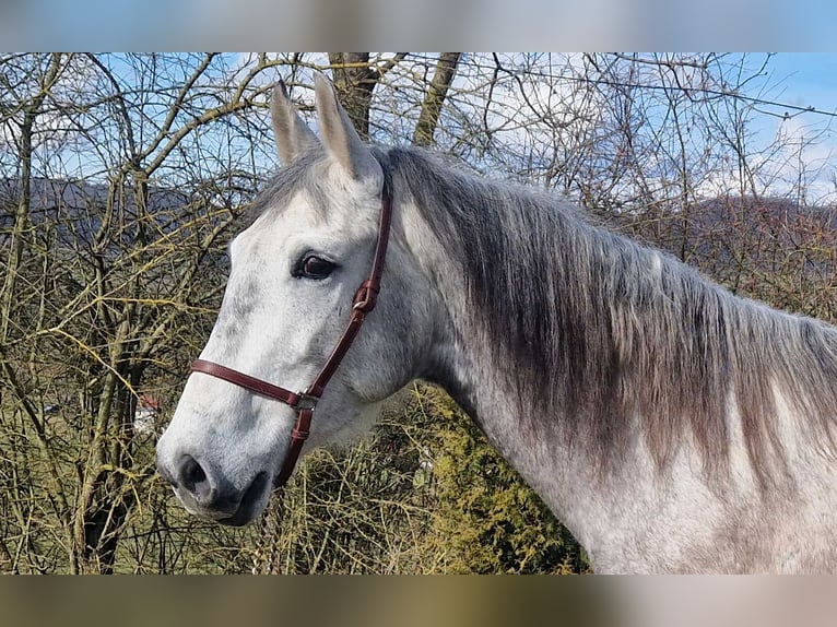 Andaluces Caballo castrado 6 años 163 cm Tordo rodado in Schimberg