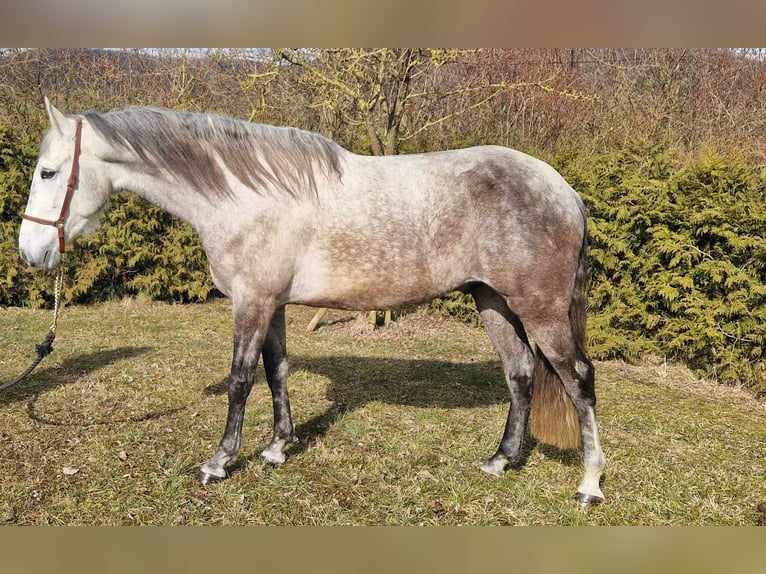 Andaluces Caballo castrado 6 años 163 cm Tordo rodado in Schimberg