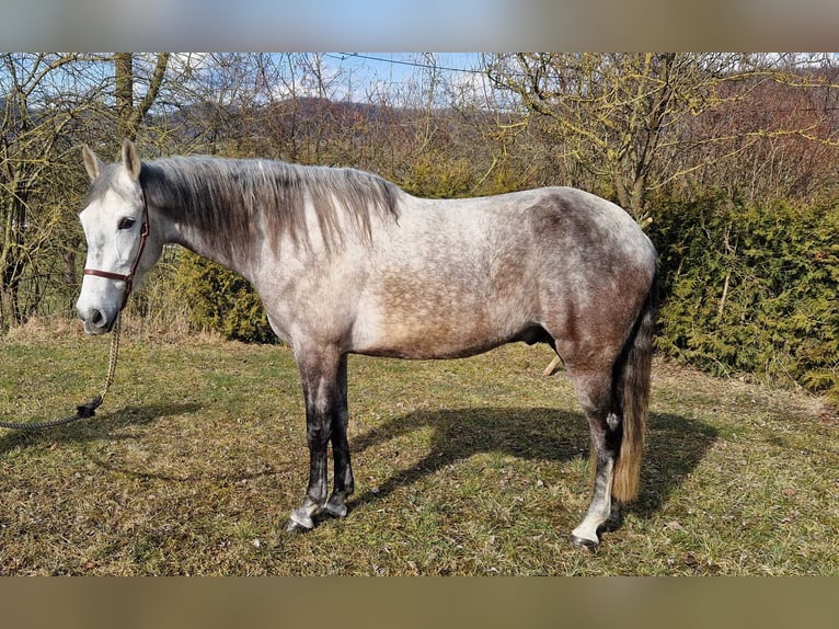 Andaluces Caballo castrado 6 años 163 cm Tordo rodado in Schimberg