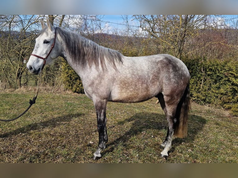 Andaluces Caballo castrado 6 años 163 cm Tordo rodado in Schimberg