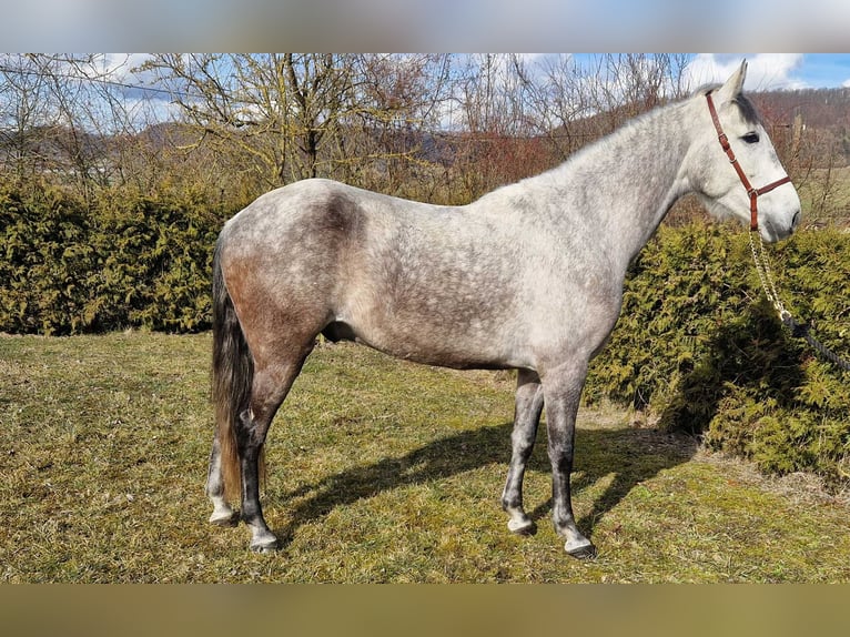 Andaluces Caballo castrado 6 años 163 cm Tordo rodado in Schimberg