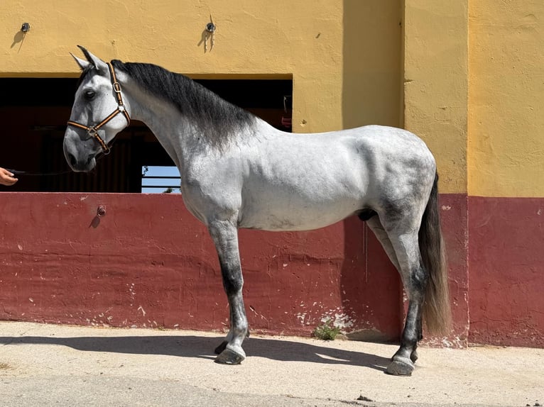 Andaluces Caballo castrado 6 años 164 cm Tordo in Terrassa