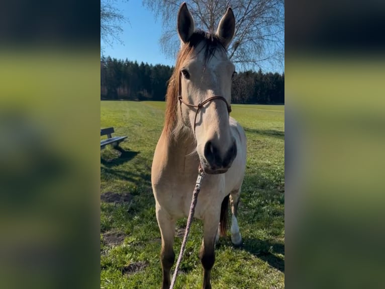 Andaluces Caballo castrado 6 años 165 cm Buckskin/Bayo in Hamburg Langenhorn